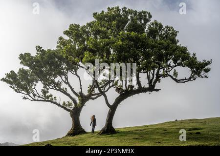 Antichi alberi di tilapia (Opotea foetens), parte della foresta di Madeiran Laurissilva con sole e nebbia Foto Stock