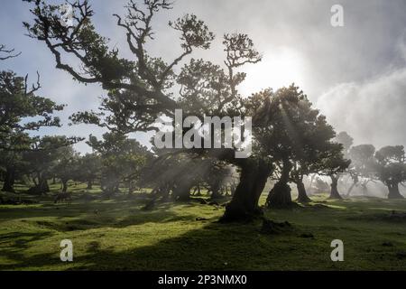 Antichi alberi di tilapia (Opotea foetens), parte della foresta di Madeiran Laurissilva con sole e nebbia Foto Stock