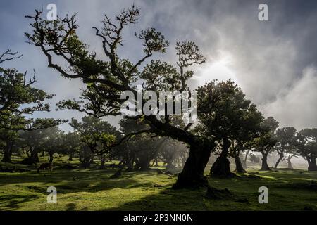 Antichi alberi di tilapia (Opotea foetens), parte della foresta di Madeiran Laurissilva con sole e nebbia Foto Stock