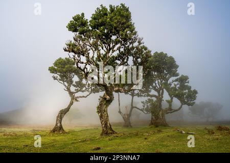 Antichi alberi di tilapia (Opotea foetens), parte della foresta di Madeiran Laurissilva con sole e nebbia Foto Stock