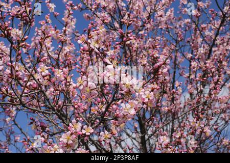 Prunus dulcis, amigdalus communis, Almond, Rosaceae. Pianta selvatica sparata in primavera. Foto Stock