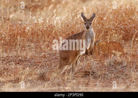 Wallaroo comune - Osphranter robusta anche chiamato euro o collina wallaroo, per lo più notturno e solitario, forte rumore sibilante, sessualmente dimorfico, come m Foto Stock