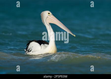 Il pellicano australiano (Pelecanus conspicillatus) caccia i pesci nell'oceano blu, diffuso nelle acque interne e costiere dell'Australia e della Nuova Guinea Foto Stock