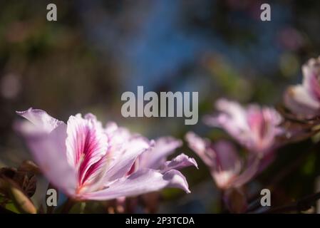 Sfondo esotico a fiori bianchi e rosa con spazio copia. Estate natura carta da parati Foto Stock