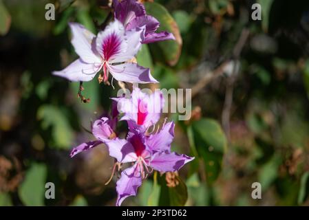 Sfondo esotico a fiori bianchi e rosa con spazio copia. Estate natura carta da parati Foto Stock