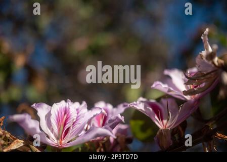 Sfondo esotico a fiori bianchi e rosa con spazio copia. Estate natura carta da parati Foto Stock