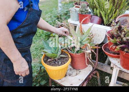 Donna contadina anziana irriconoscibile che riempie un vaso di fiori con una pianta di aloe vera nel suo giardino biologico Foto Stock