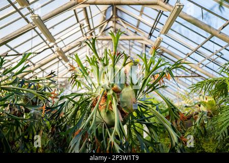 Staghorn felce in serra tropicale. Elkhorn felce in vaso appeso sul tetto in vetro in serra Foto Stock
