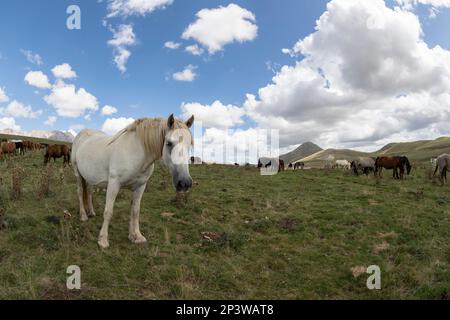 Allevamento di cavalli ad alta quota in Abruzzo, Italia Foto Stock