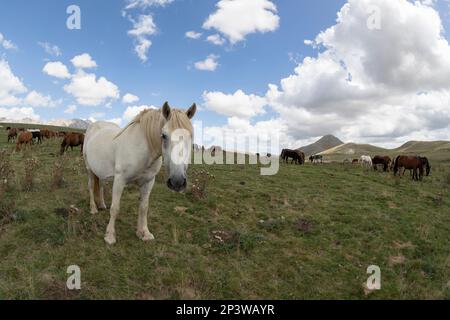 Allevamento di cavalli ad alta quota in Abruzzo, Italia Foto Stock