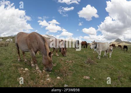 Allevamento di cavalli ad alta quota in Abruzzo, Italia Foto Stock