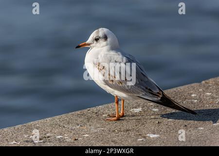 Il gabbiano dalla testa nera con piume grigie, becco giallo e zampe , un uccello giovane, in piedi su una riva di pietra del fiume. Acqua blu sullo sfondo. Giorno di sole. Foto Stock