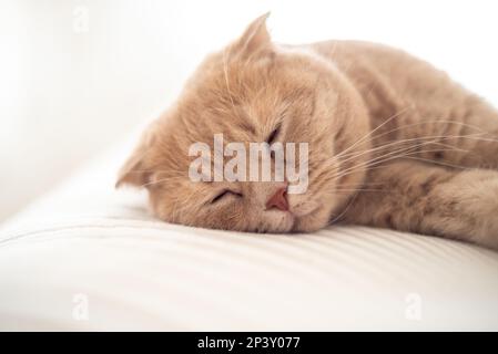 Un gatto dorme su un letto con la sua zampa alla fine della zampa. Foto di alta qualità Foto Stock