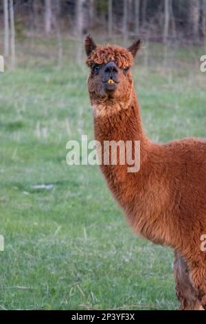 colpo di testa di alpaca marrone Foto Stock