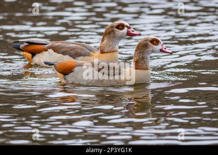 Due colorate oche egiziane con becchi rosa e occhi arancioni che nuotano in acqua. Foto Stock