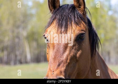 primo piano della faccia del cavallo Foto Stock