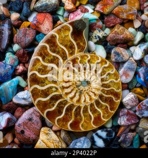 Guscio Nautilus fossilizzato Foto Stock
