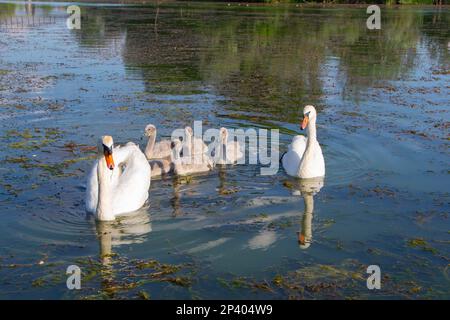 Cigni con i loro giovani sul fiume Studva - immagine Foto Stock