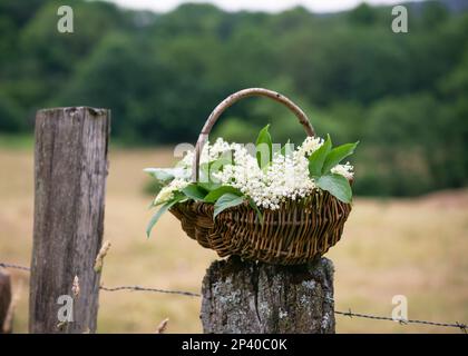 Fiori di sambuco nero appena raccolti in un cesto rustico di vimini su un vecchio palo di recinzione in legno. Messa a fuoco selettiva. (Sambucus nigra) Foto Stock