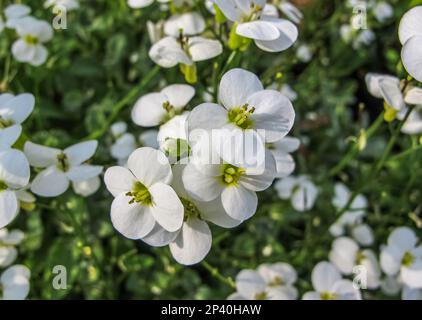 Gress di roccia di montagna Schneehaube, nome latino - Arabis alpina subsp. Caucasica Schneehaube Arabis alpina Snowcap. Bianco Arabis caudasica piccolo tesoro Foto Stock