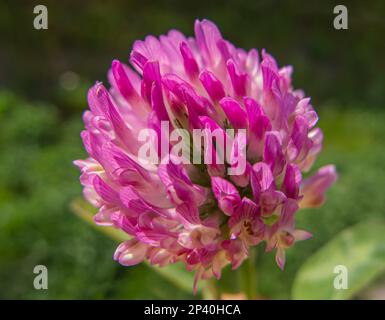 Primo piano del fiore rosso rosa del trifoglio in sfondo sfocato verde. Fiore rosso Clover Macro Foto Stock