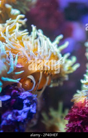 Carino piccolo pesce pagliaccio nascosto in un anemone sotto la barriera corallina Foto Stock