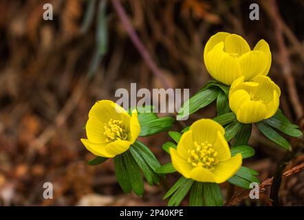 Primi fiori in primavera: Eranthis hyemalis. Eranthis hyemalis è una pianta che si trova in Europa, che appartiene alla famiglia Ranunculaceae. La pianta è Foto Stock