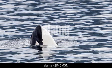Balena killer, Orcinus orca, spionaggio nel canale di Behm, Alaska sudorientale, USA Foto Stock