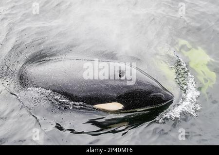 Una donna adulta killer balena, Orcinus orca, che si affaccia sul canale di Behm, nel sud-est dell'Alaska, Stati Uniti d'America. Foto Stock