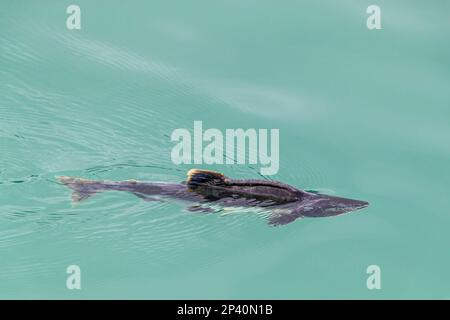 Salmone rosa per adulti, Oncorhynchus gorbuscha, riproduzione nel Glacier Bay National Park, Alaska sudorientale, Stati Uniti. Foto Stock