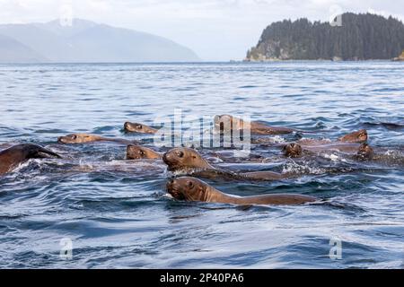 Leoni marini di Steller, Eumetopias jubatus, nuoto vicino alle isole Inian nell'Alaska sudorientale, USA. Foto Stock