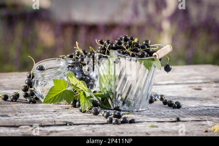Ribes nero. Frutta fresca in giardino Foto Stock