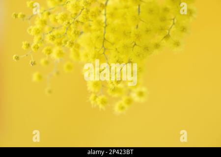 Fiori e fiori in vaso di mimosa, Acacia dealbata, un bel fiore simbolo della Festa della Donna celebrata il 8 marzo Foto Stock