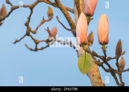 piattino magnolia boccioli di fiori su albero con in primavera all'aperto Foto Stock