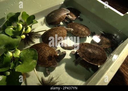 Tartarughe di acqua dolce minacciate dal rischio di estinzione (criticamente minacciate) e endemiche per l'isola di Rote, l'Indonesia, le tartarughe a collo di serpente (Chelodina mcccordi), presso un impianto di allevamento ex-situ autorizzato a Giacarta. La ricerca scientifica suggerisce che è probabile che la ricchezza dei rettili diminuisca in modo significativo in gran parte del mondo con il futuro cambiamento climatico in corso. "Ciò richiede una rivalutazione degli sforzi globali per la conservazione dei rettili, con particolare attenzione ai futuri cambiamenti climatici previsti", ha scritto un team di scienziati guidato da Matthias Biber (Università tecnica di Monaco). Foto Stock