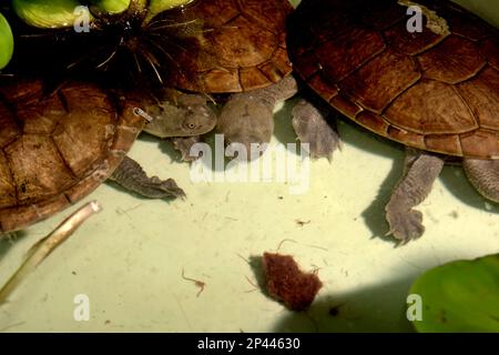 Tartarughe di acqua dolce minacciate dal rischio di estinzione (criticamente minacciate) e endemiche per l'isola di Rote, l'Indonesia, le tartarughe a collo di serpente (Chelodina mcccordi), presso un impianto di allevamento di animali selvatici ex-situ autorizzato a Giacarta. Foto Stock