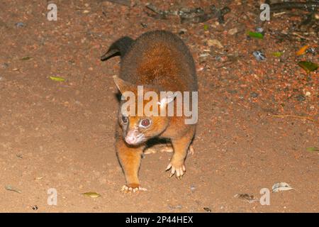 Possum comune di Brushtail (Trichosurus vulpecula) che foraging sul terreno alla notte, Atherton Tablelands, Queensland del Nord lontano, FNQ, QLD, Australia Foto Stock