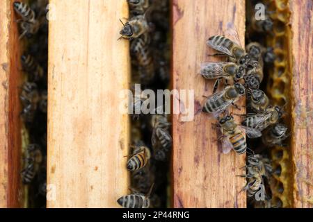 Primo piano di cornici alveare con api, vista dall'alto Foto Stock