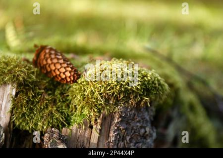 Cono di conifere su moncone di albero in foresta, primo piano Foto Stock