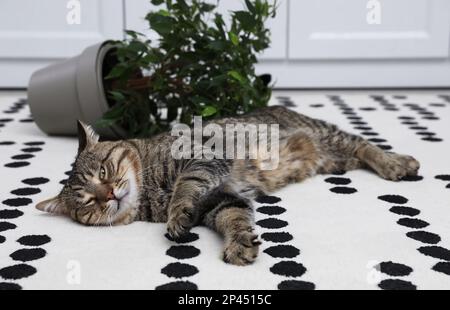 Gatto malizioso vicino casa rovesciata pianta su tappeto interno Foto Stock