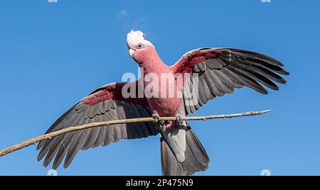 Galà australiana, roseicapilla di Cacatua con ali aperte che atterrano su un ramo. Foto Stock