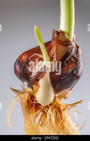 Bulbo tulipano con radici - bulbo tulipa in crescita con bulbi di figlia ritagliati su sfondo bianco - primo piano Foto Stock