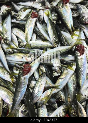 Sgombro di cavallo crudo (turco: Istavrit) sul banco dei pesci. Foto Stock