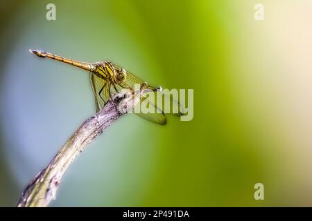 Una libellula arancione o il sottile skimmer o falco palustre verde (ortetrum sabina) arroccato su un ramo rotto che sporge nell'erba, è una specie o Foto Stock