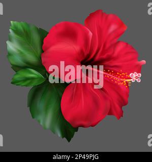 Rosso hibiscus karkade tropicale esotico fiore pianta. Foto Stock