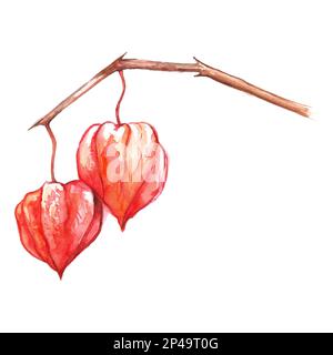 Acquerello disegnato a mano physalis inverno ciliegia capo gooseberry frutta bacche isolato arte Foto Stock