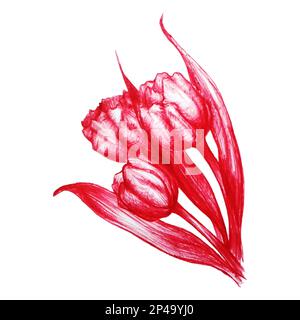 Acquerello disegnato a mano tulipani rosso fiore schizzo vettore isolato. Illustrazione Vettoriale