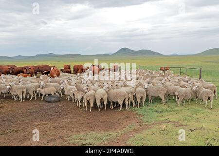 Pecore e bovini merini a libero raggio in rangeland naturale in una fattoria rurale sudafricana Foto Stock