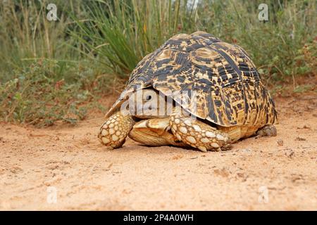 Una tartaruga leopardata (Stigmochelys pardalis) in habitat naturale, Sudafrica Foto Stock