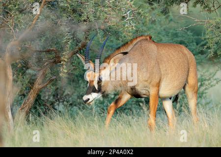 Una rara antilope roana (Ippocragus equinus) in habitat naturale, Parco Nazionale di Mokala, Sudafrica Foto Stock